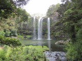 Whangarei Falls