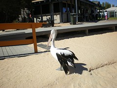 IMGP0221