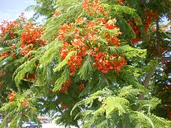 IMGP0290_1