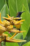 kolibri