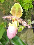 orchidee1