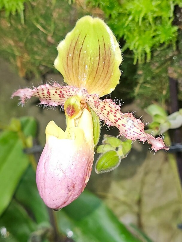 orchidee1