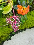 orchidee3