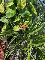 Strelitzia reginae