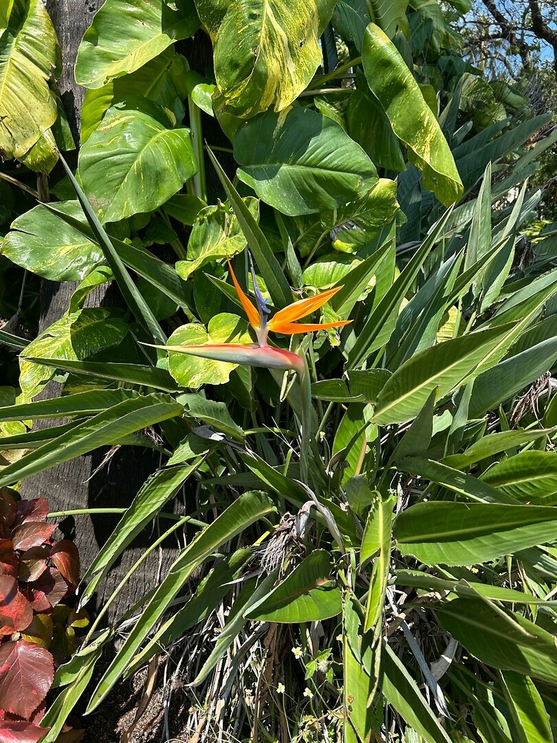 Strelitzia reginae