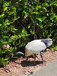 Australische witte ibis