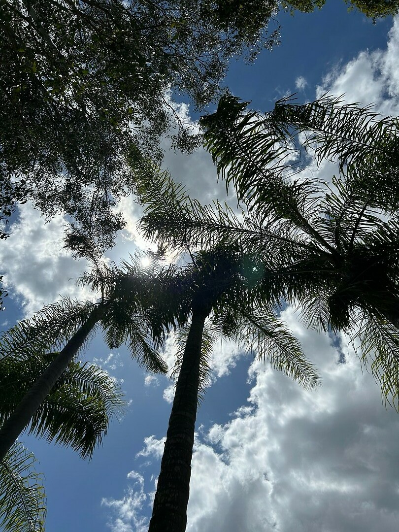 Tiaro2