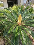 Palmboom-bloem