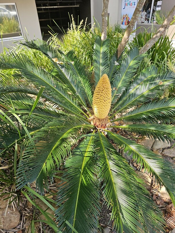 Palmboom-bloem
