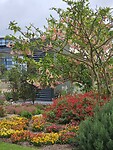 Botanic Garden1
