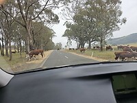 koeien op de weg