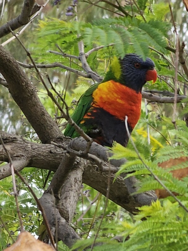 Rosella