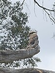 kookaburra