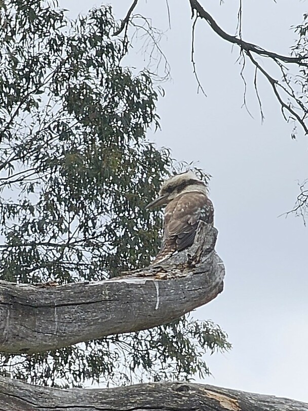 kookaburra