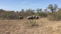 Neushoorns