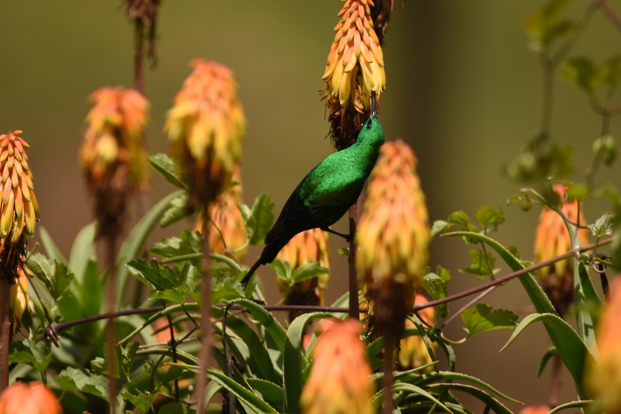 Sunbird