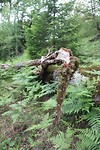IMG_4208