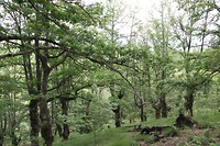 O.a hier gezocht naar de paddenstoelen