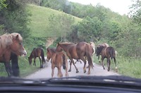 Wilde paarden op de weg terug naar de camping