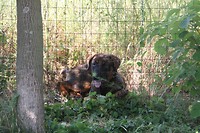 Bozna, uit de camping gezet.