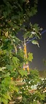 Eifeltoren achter de bush bush