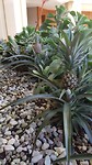Ananas overal te vinden hier