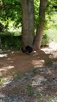 Wild turkey