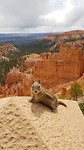 Kevertje in Bryce
