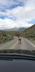 Elk's butt op de weg