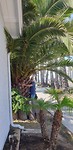 Een palm-knuffelaar