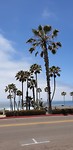 Palmboompjes