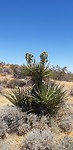 Yucca