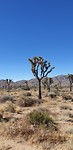 Joshua Tree