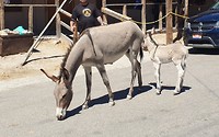 Donkeys