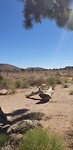 Zomaar.. in Joshua Tree