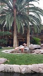 De flamingo's bij het hotel