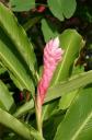 07. Bloem 1