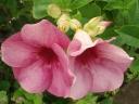 11. Bloem 5