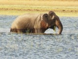 olifant mannelijk aan het eten in het water