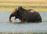 olifant