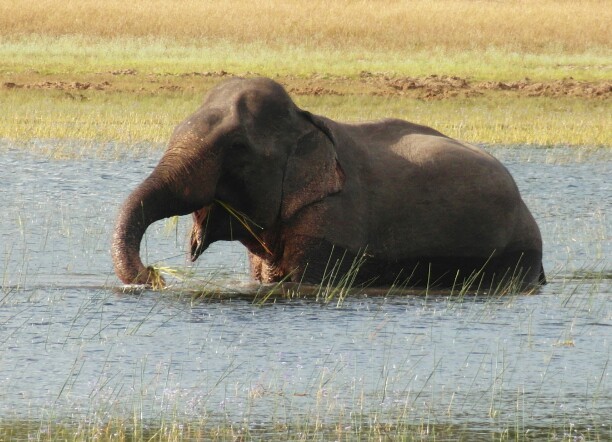 olifant