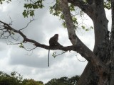 Monkey in the tree