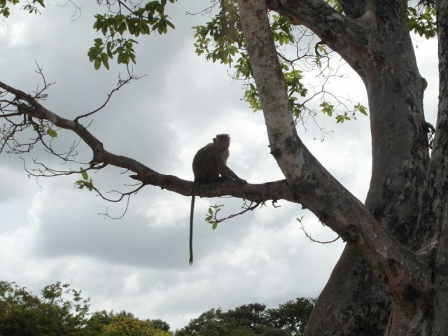 Monkey in the tree