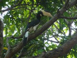 hornbill in de boom,wat is zijn snavel groot
