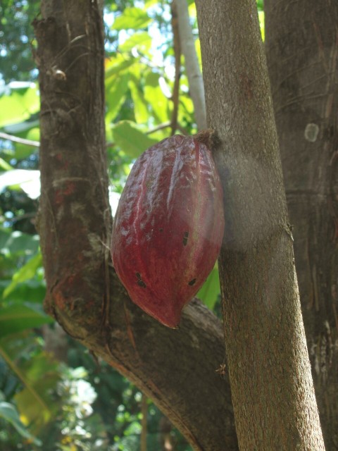cacao