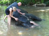 wassen wordt massage olifant geniet,wij nog meer