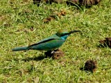 tropische vogel