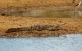 krokodil