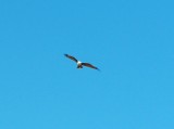 grote roofvogel in de lucht