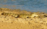krokodil